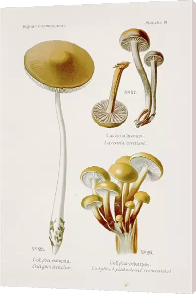Enoki Collybia mushroom 1891