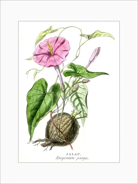 Jalapa botanical engraving 1857