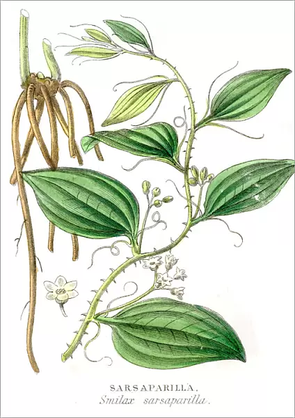 Sarsaparrilla botanical engraving 1857