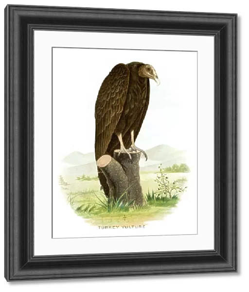 Turkey vulture lithograph 1897