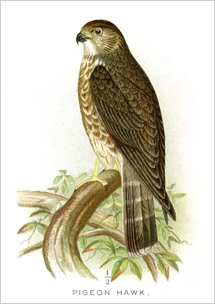 Pigeon hawk lithograph 1897