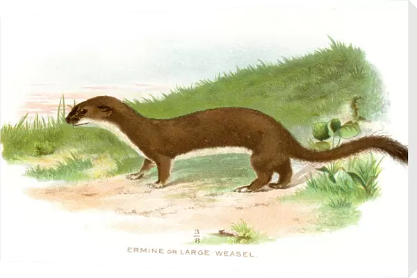 Large weasel lithograph 1897