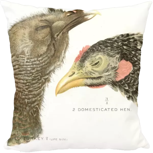 Wild turkey and hen lithograph 1897