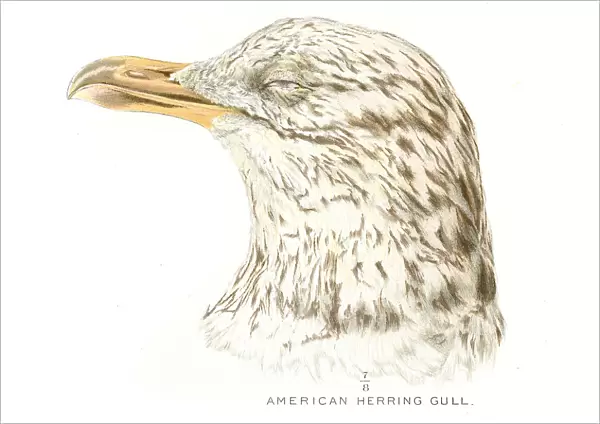 American herring gull lithograph 1897