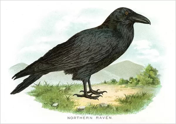 Northern raven bird lithograph 1897