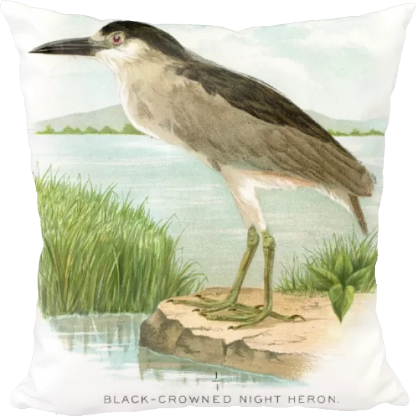 Black crowned night heron lithograph 1897