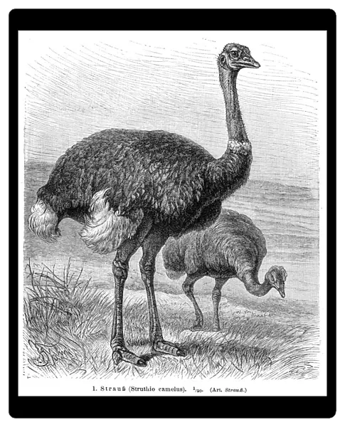 Ostrich bird engraving 1895