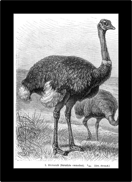 Ostrich bird engraving 1895