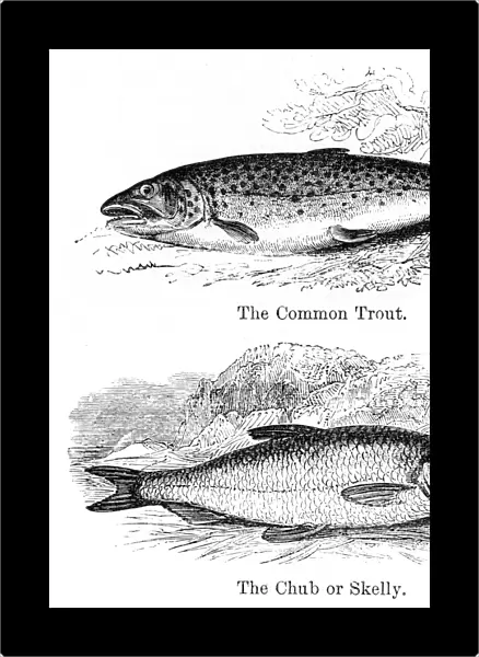 Trout and chub engraving 1878