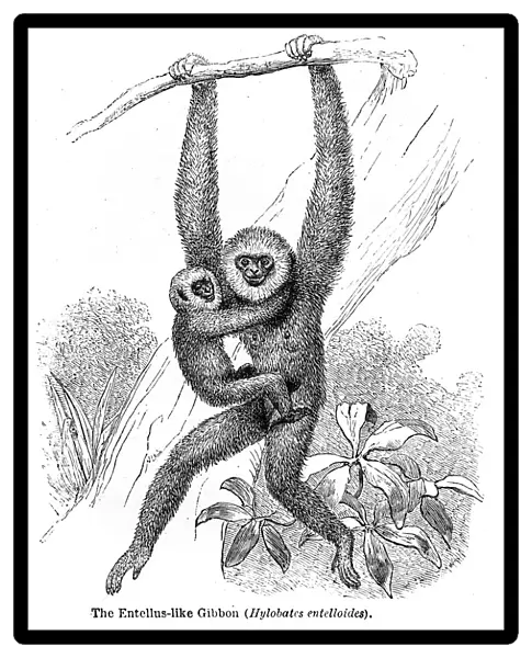 Gibbon engraving 1878