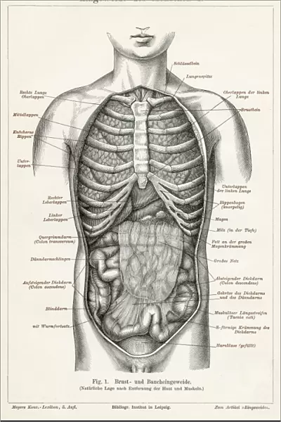 Stomach digestive system engraving 1895