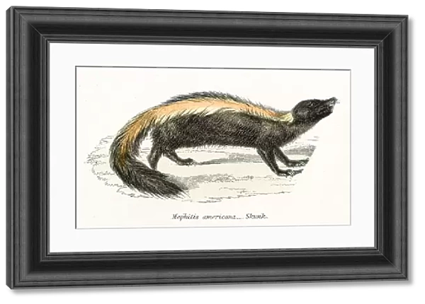 Skunk engraving 1803