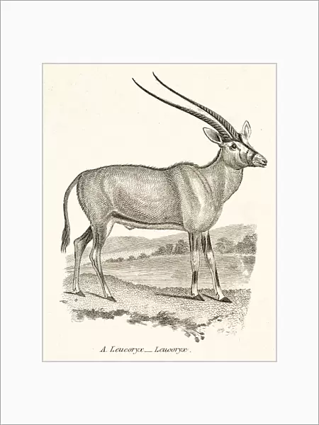 Arabian oryx engraving 1803
