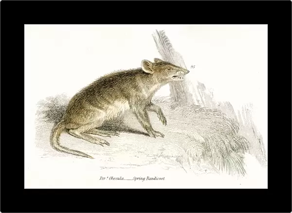 Bandicoot rat engraving 1803