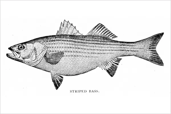 Stripped bass engraving 1898