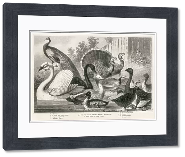 Domestic fowls engraving 1872