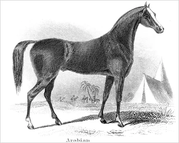 Arabian horse engraving 1873