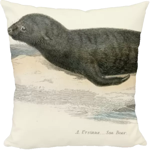Northern fur seal illustration 1803