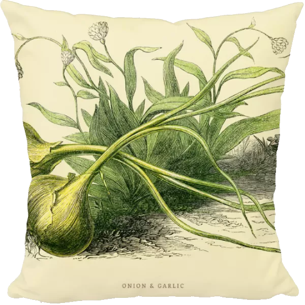 Onion and Garlic illustration 1851
