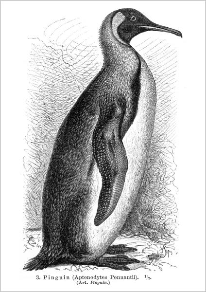 Penguin engraving 1895