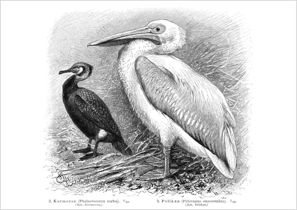 Pelican and Cormorant engraving 1895