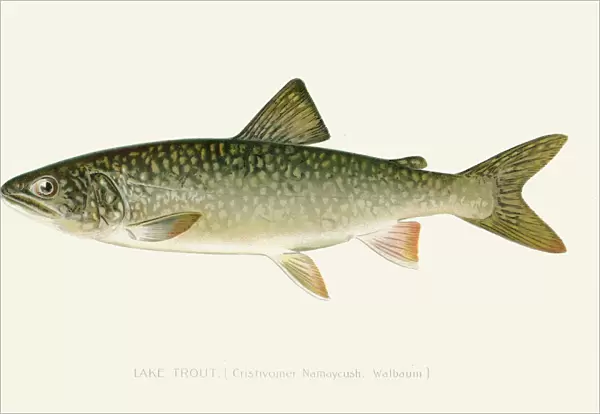 Lake trout illustration 1896