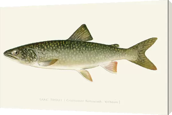 Lake trout illustration 1896