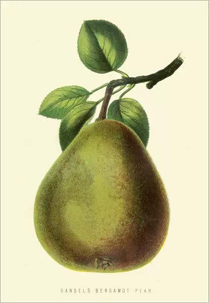 Bergamot Pear illustration 1874