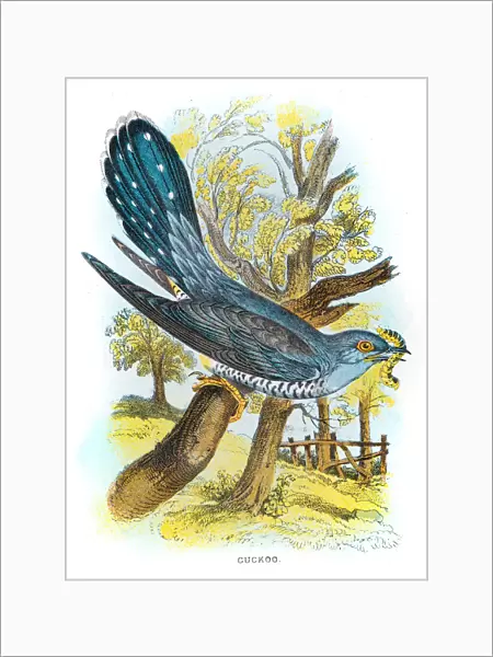 Cuckoo bird illustration 1896