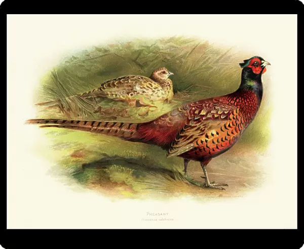 Pheasant illustration 1900