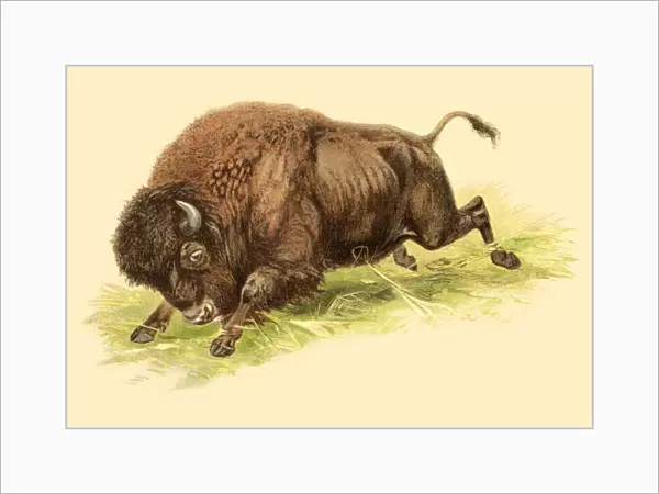 Bison illustration 1888