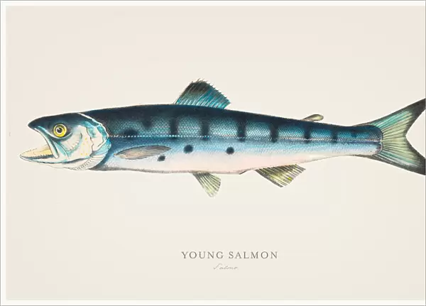 Young Salmon illustration 1856