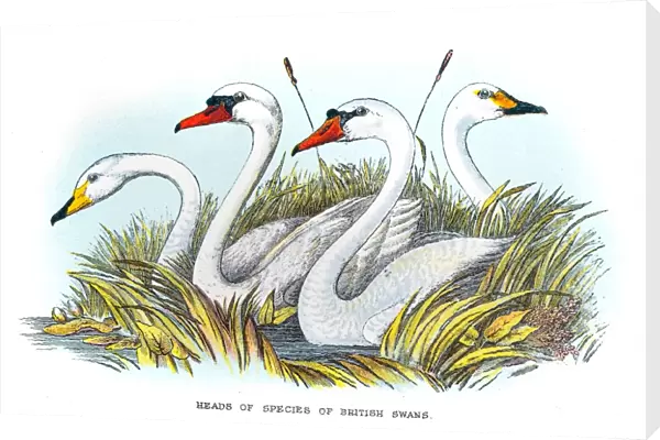 Britsih swan illustration 1896