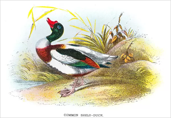 Common shield duck engraving 1896