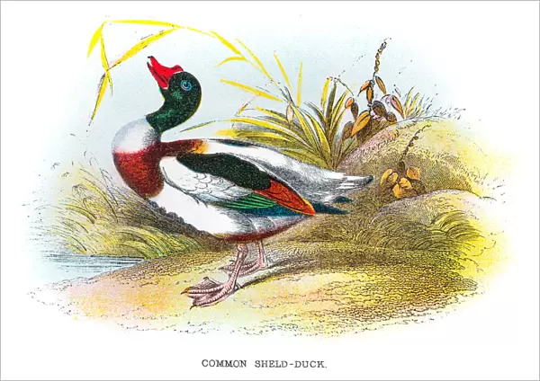 Common shield duck engraving 1896