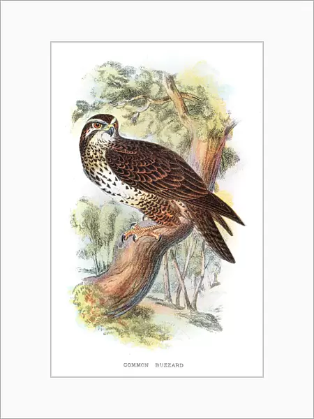 Common Buzzard illustration 1896