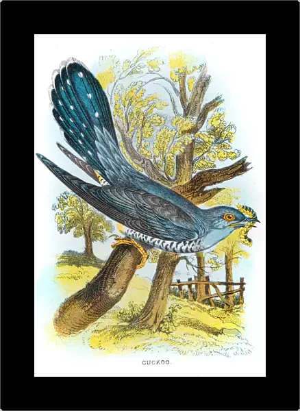 Cuckoo bird illustration 1896