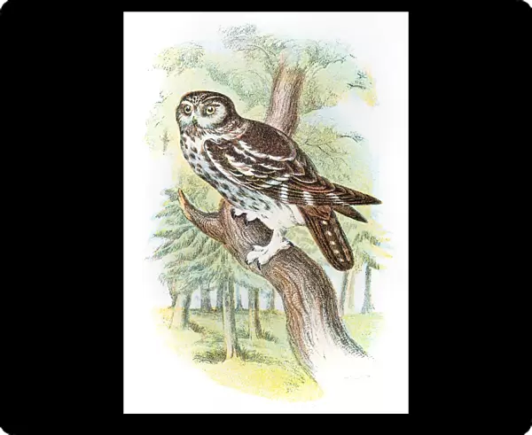 Boreal owl engraving 1896