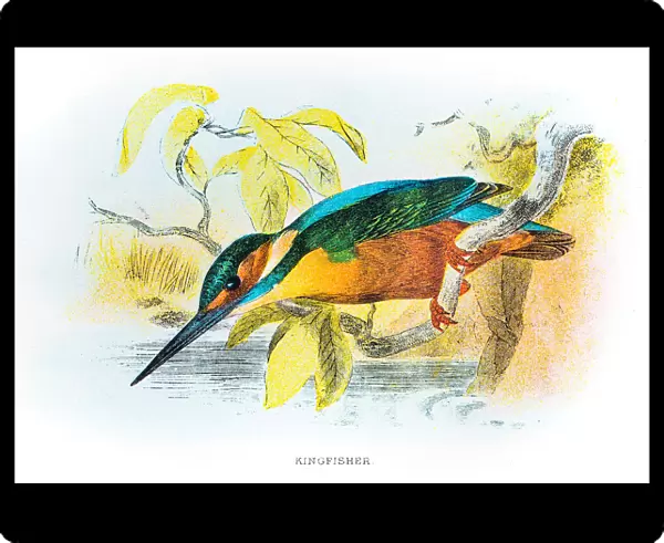 Kingfisher engraving 1896