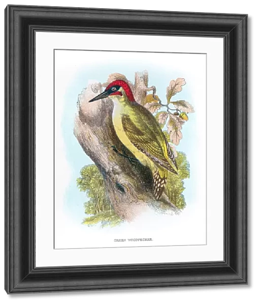 Green woodpecker engraving 1896