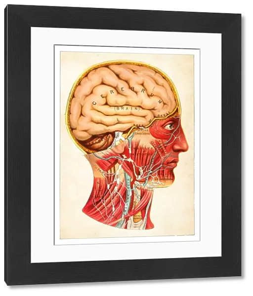 Human Brain illustration 1891