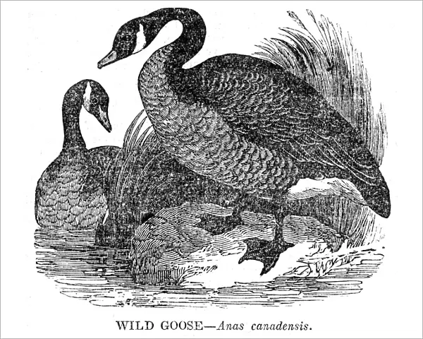 Wild Goose engraving 1841