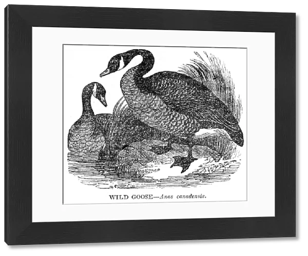 Wild Goose engraving 1841