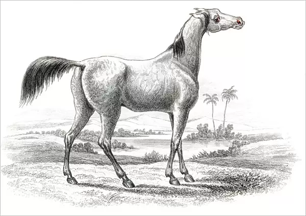 Arabian horse 1841