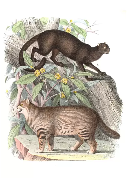 Wild Cats engraving 1853