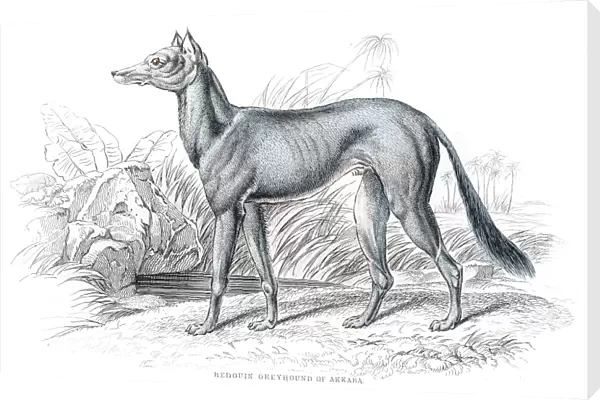 Bedouin greyhound engraving 1840