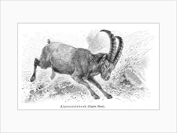 Alpine ibex goat engraving 1897