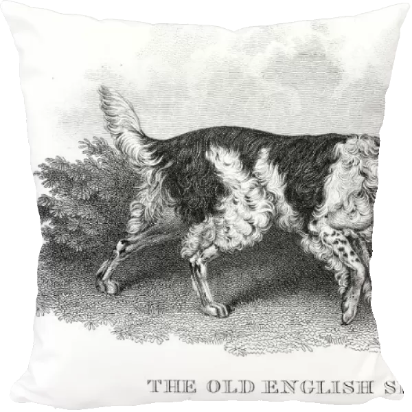 Old English Setter engraving 1812