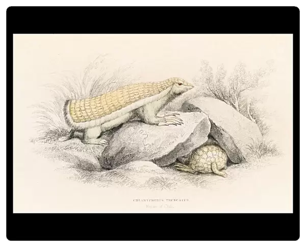 Pink armadillo engraving 1855