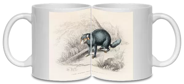 The raccoon engraving 1855
